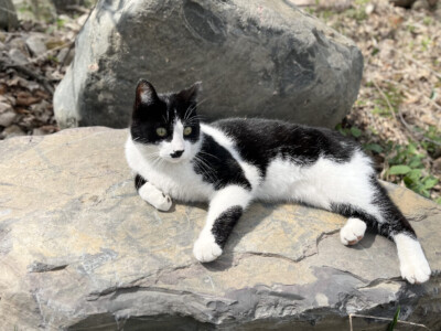 About cat lounging h